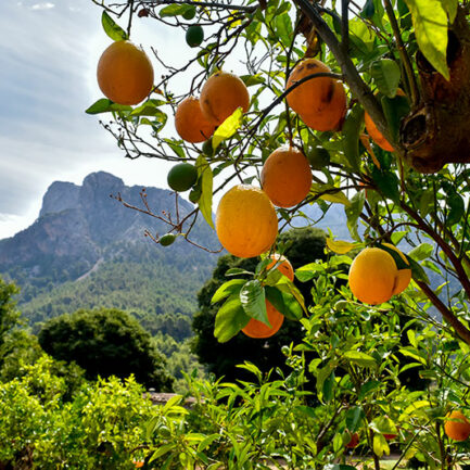 Essence Yoga Retreats 16 Essence Yoga Retreats Mallorca