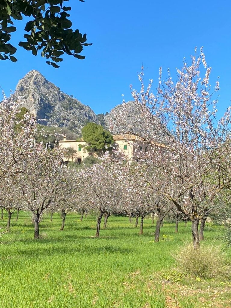 WhatsApp Image 2024 05 15 at 09.51.41 11 Essence Yoga Retreats